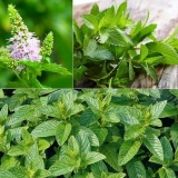 Pepermint: koristi i štete za muškarce, za žene, tokom trudnoće